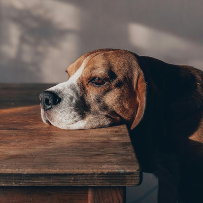 Is painful Arthritis stopping your pet from enjoying life?