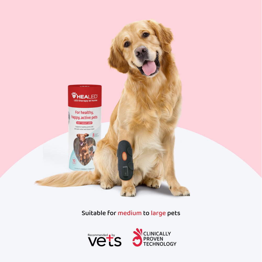 Large Dog Light Therapy Treatment