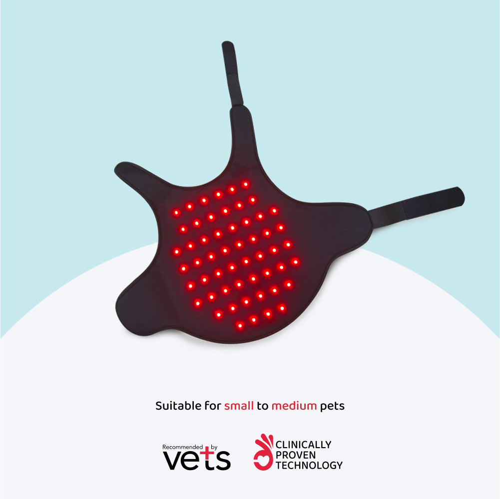 LED Therapy for small Pets