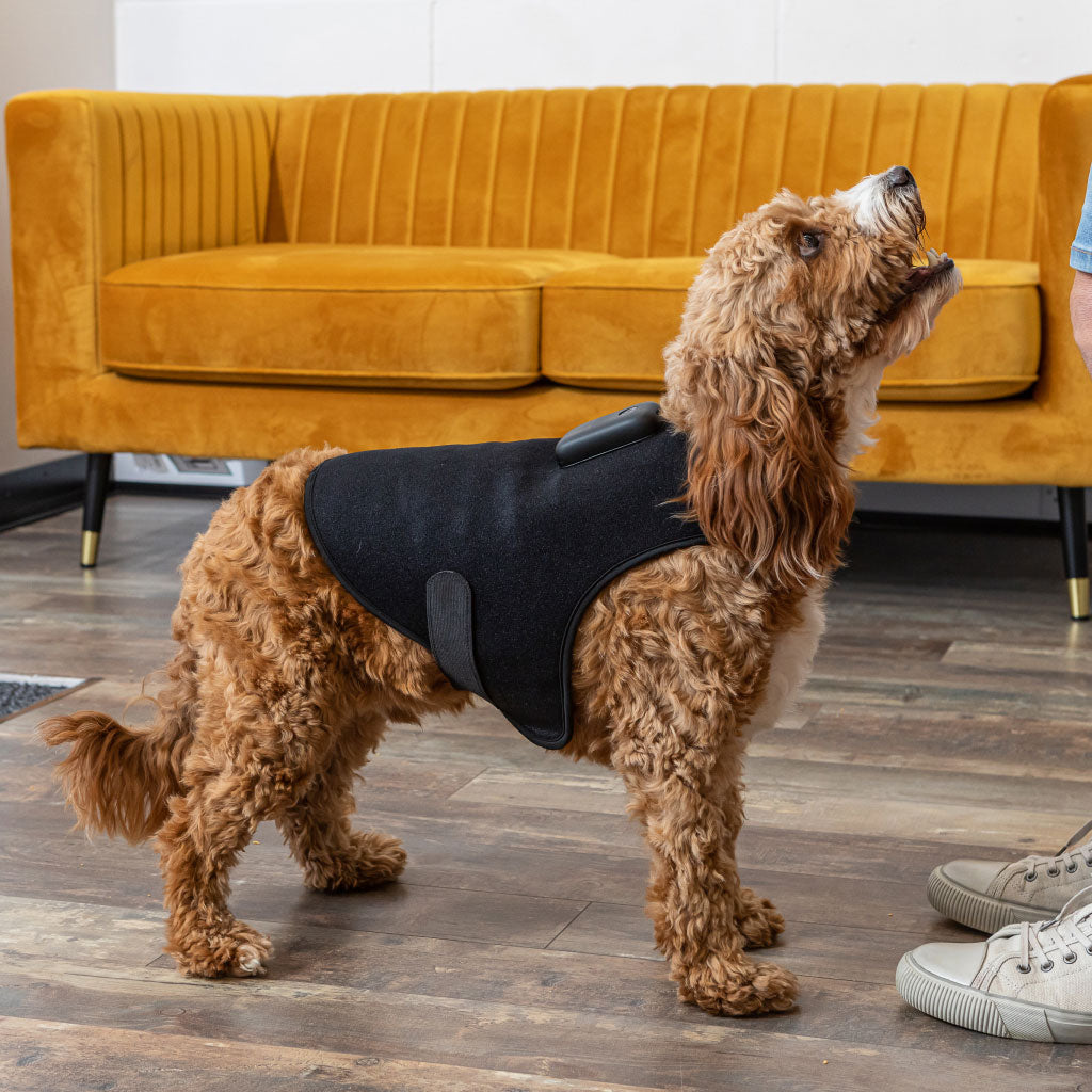 HeaLED LED Therapy Coat being used on cockapoo