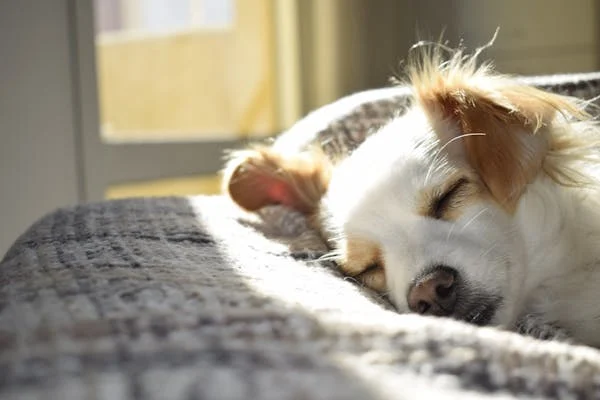 How Does Red Light Therapy For Pets Work?