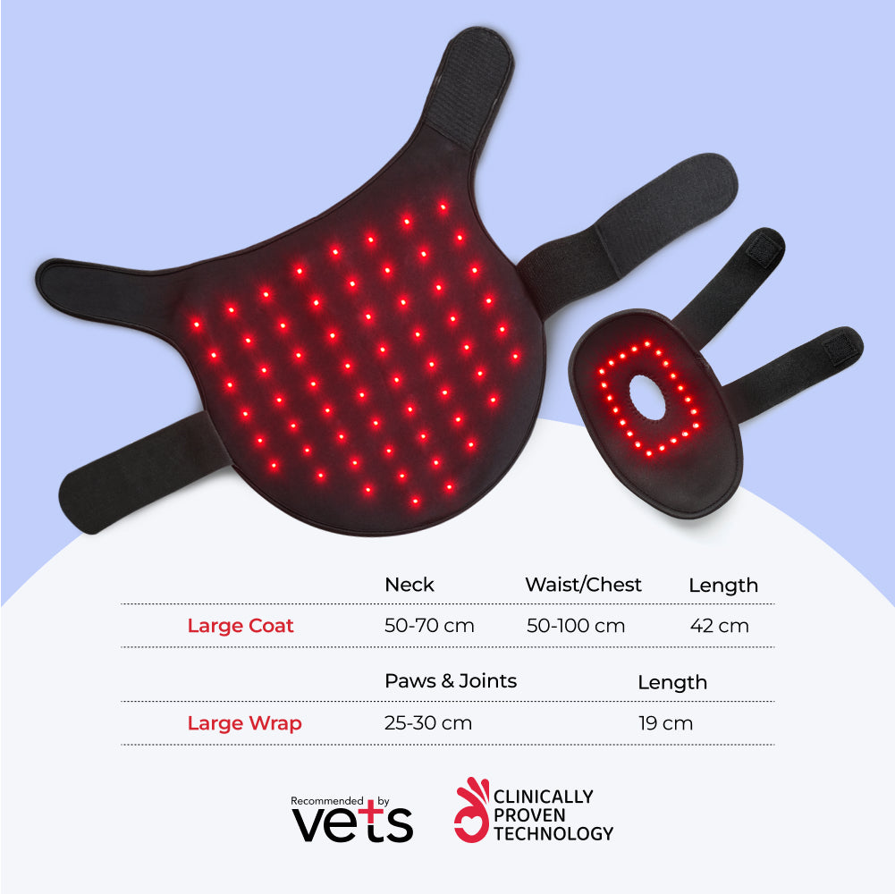 light therapy for larger dogs