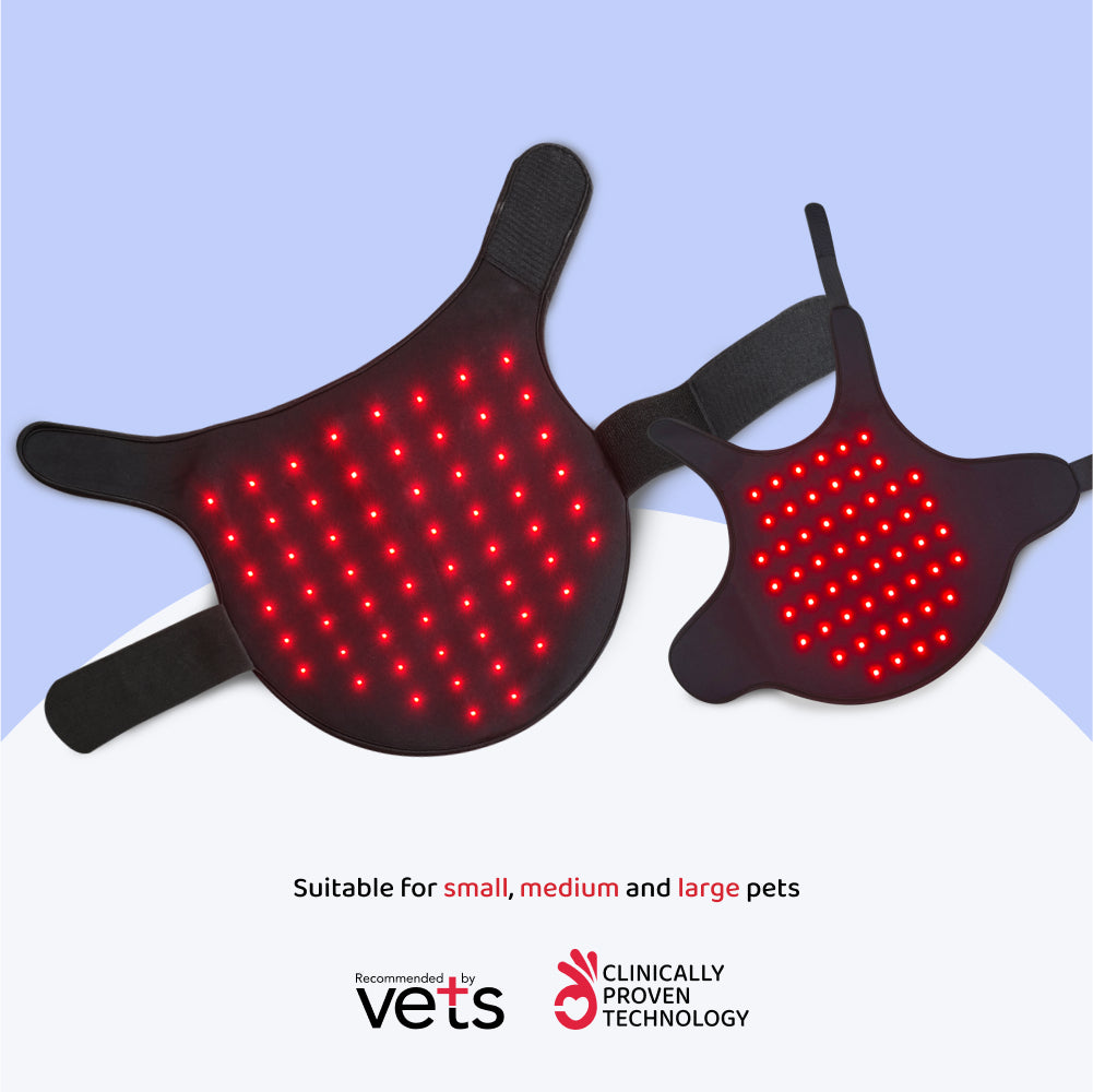 LED Therapy for Large Pets