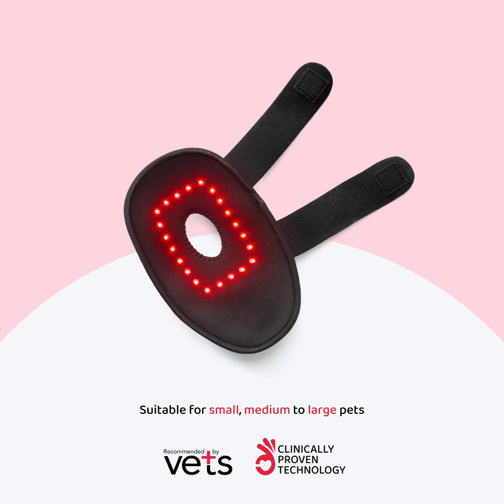 LED Therapy for small to medium Pets